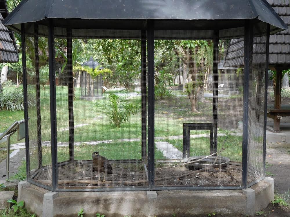 Pengelola Taman Satwa Mirah Fantasia Banyuwangi Telantarkan Satwa Elang