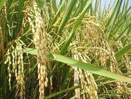 New findings, PTPN XI Develop Agricultural Biotechnology