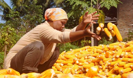 Impor Jagung 3 Juta Ton, DPR RI Siapkan Panja Jagung