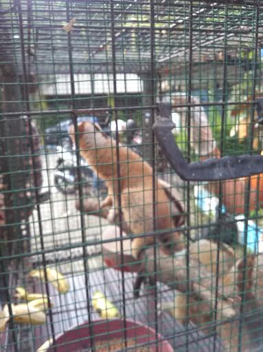 Empat Kukang dan Dua Lutung Jawa Berhasil Diselamatkan