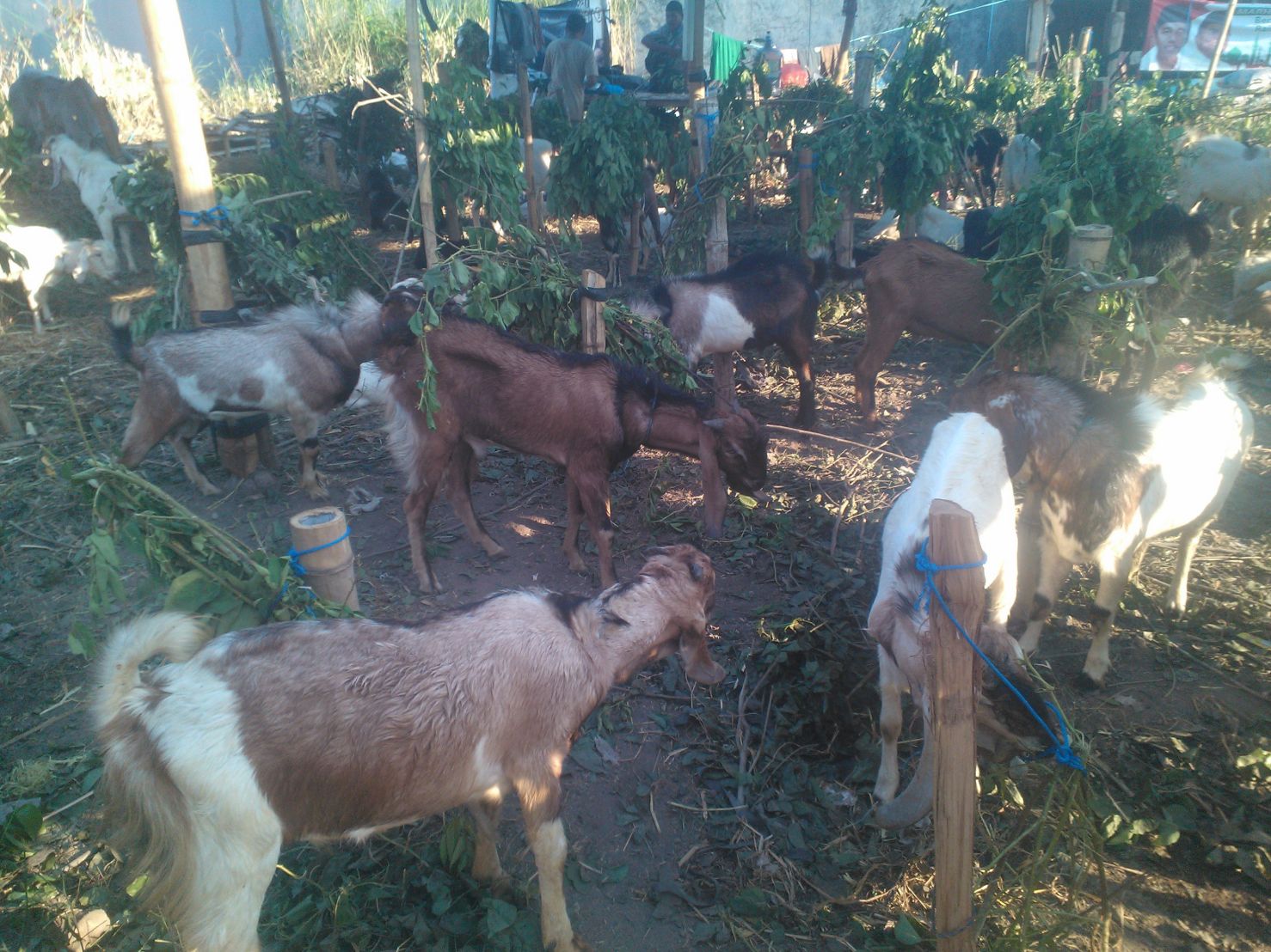 Utamakan Kualitas, DPRD Jatim Minta Disnak Pantau Kesehatan Hewan Qurban