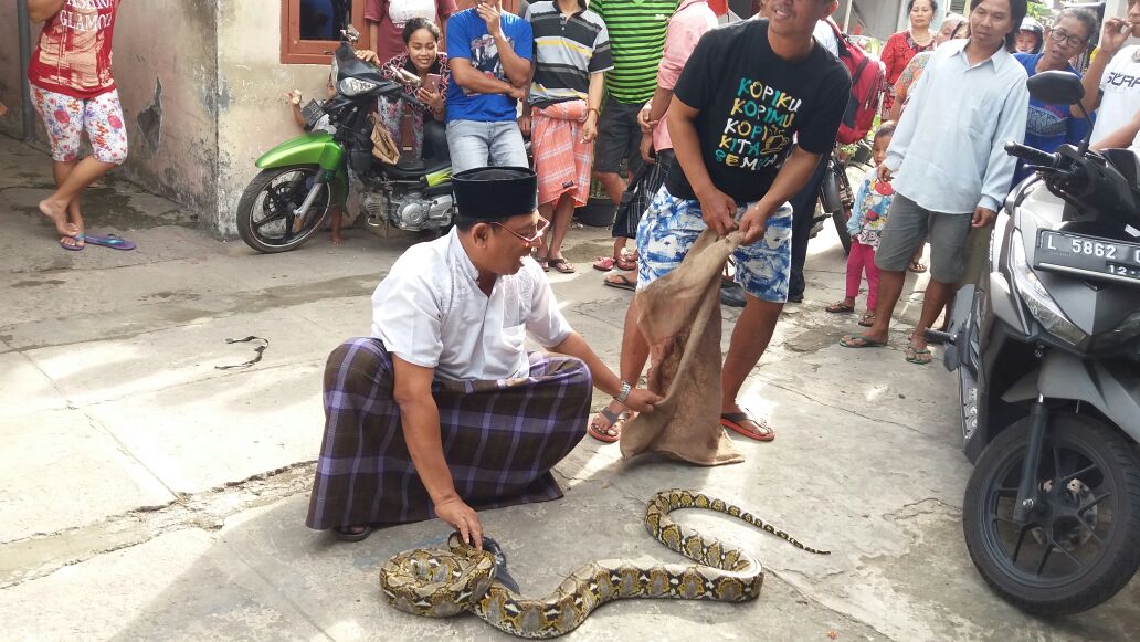 Temuan Ular Piton Gemparkan Warga Keputran Pasar Kecil IV