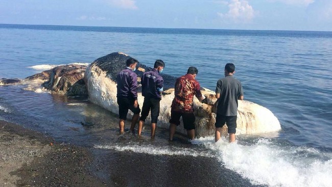 Paus Sperma Ditemukan Terdampar Di Pantai Buleleng