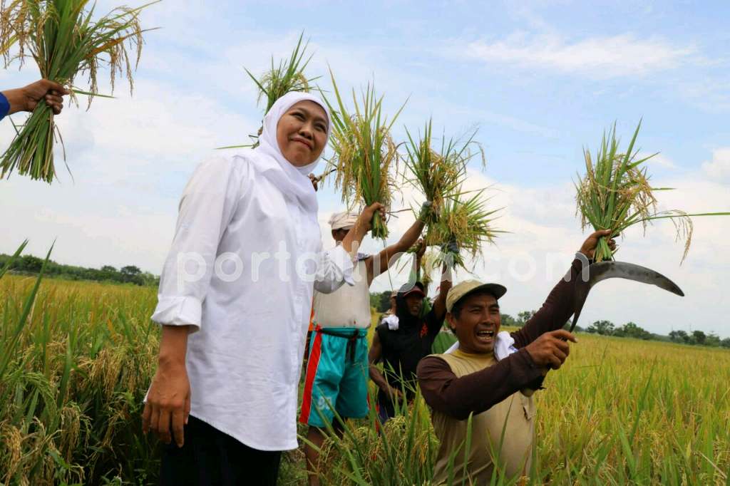 Petani Jombang Curhat Pupuk dan Irigasi, Khofifah Langsung Menelepon Menteri Pertanian