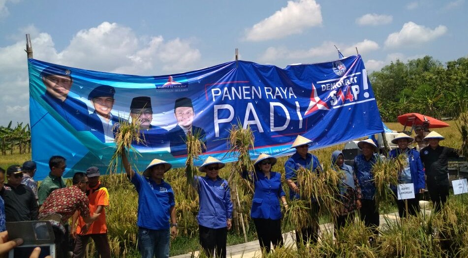 SBY Panen Padi di Lamongan, Pengobat Rindu Petani