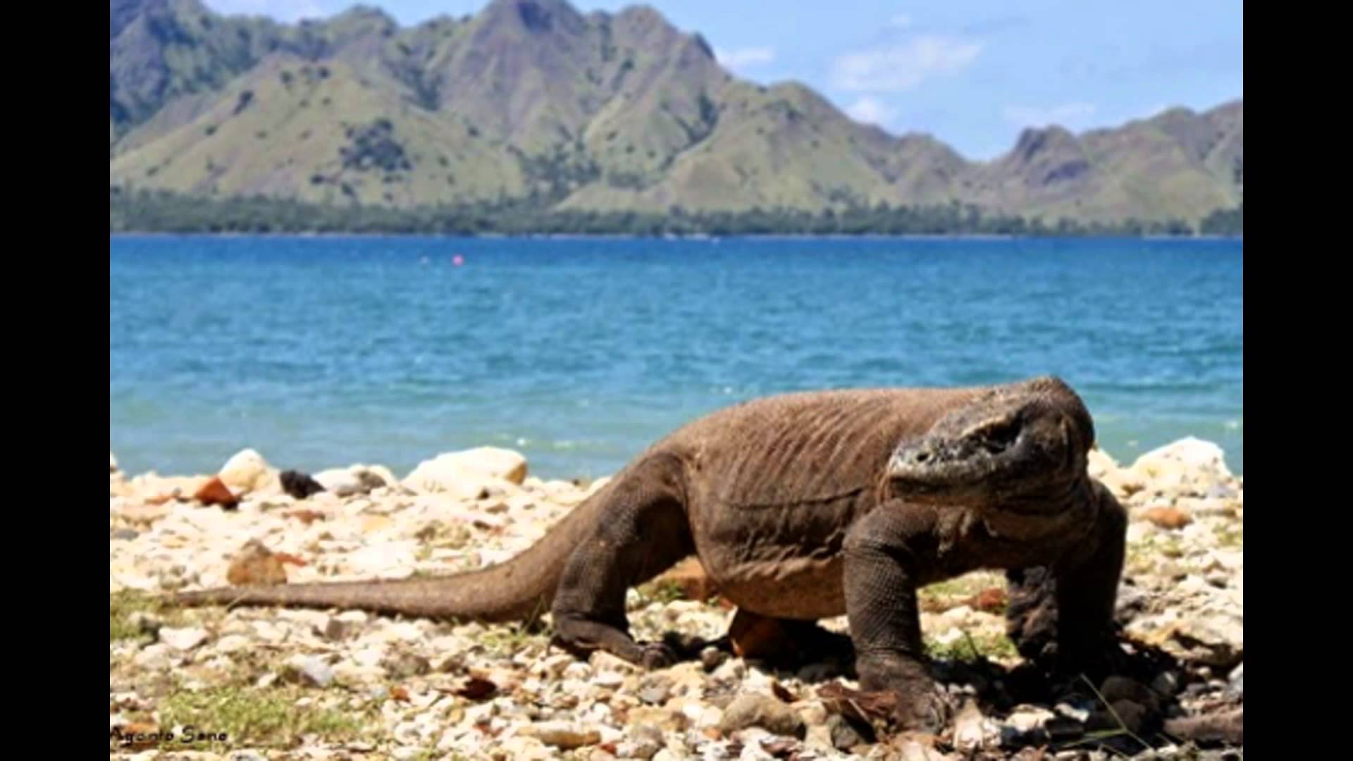 Cegah kerusakan Ekosistem, Taman Nasional Pulau Komodo Akan Batasi Jumlah Penyelam