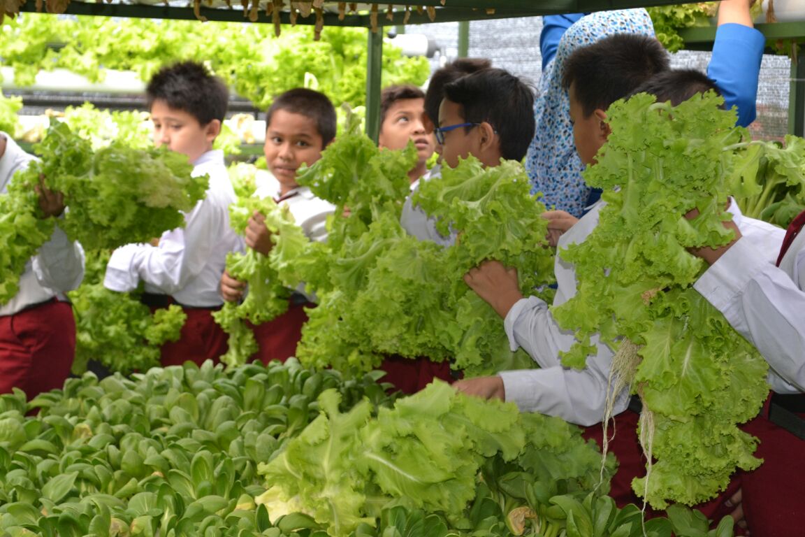 Siswa SDM 18 Surabaya Panen Sayur Hidroponik di Atap Sekolah