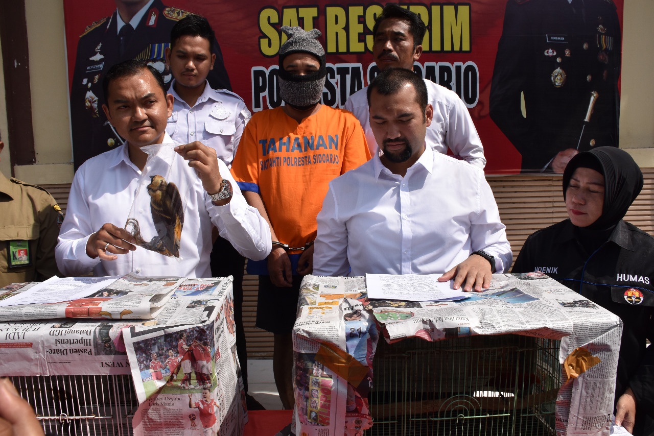 Polresta Sidoarjo Gagalkan Penjualan Burung Cendrawasih