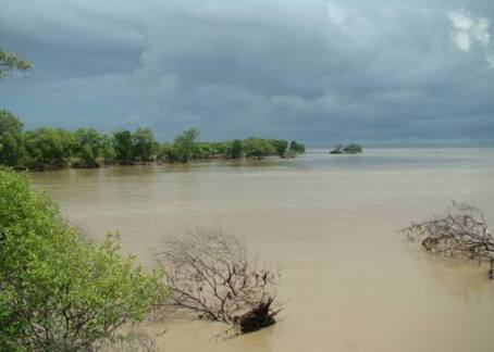 50 Persen Hutan Mangrove Di Indonesia Rusak