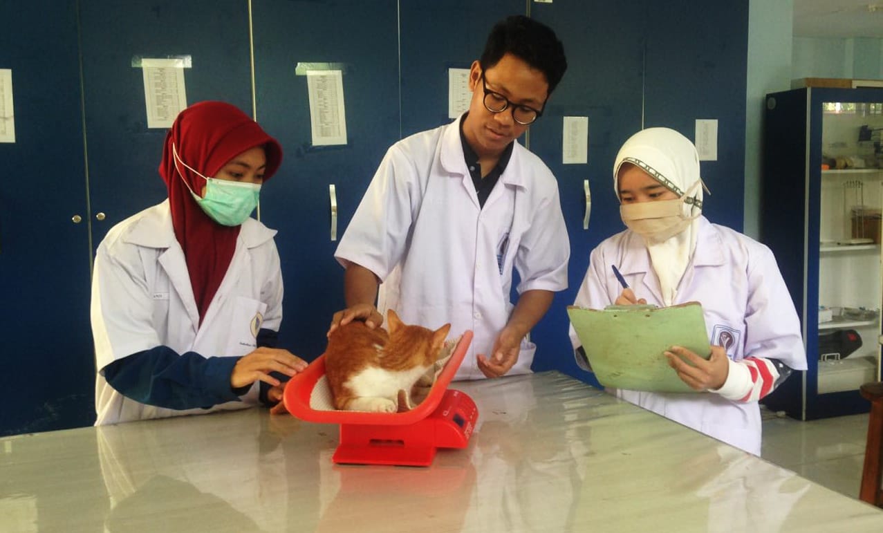 Kuncing Anda Mogok Makan Ini Solusinya