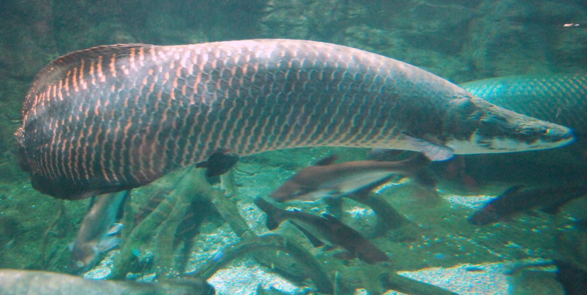 Sisiri Aliran Sungai Brantas, Petugas Gabungan Lakukan Patroli Buru Ikan Arapaima