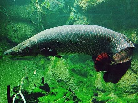 Ikan Arapaima Ditemukan Kali Surabaya