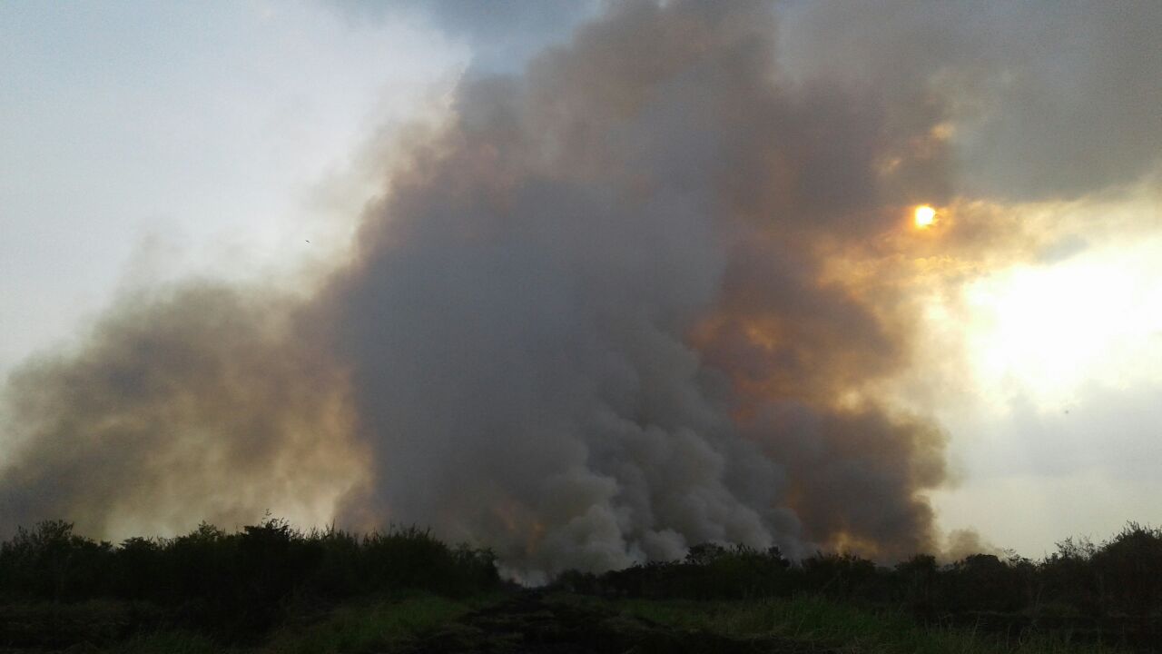 Lahan Gambut Terbakar, Masyarakat Jambi Terancam ISPA