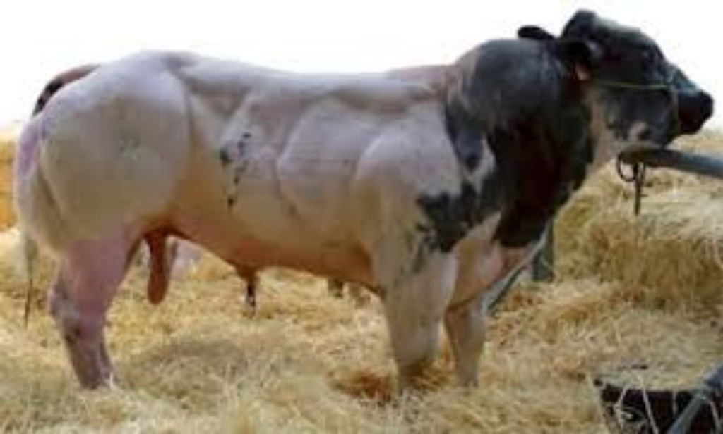 Wujudkan Swasembada Daging, BET Kembangkan Sapi Belgian Blue