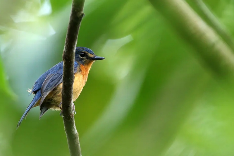 Wow 10 Spesies Burung Kicau Baru Ditemukan di Pulau Terpencil Indonesia
