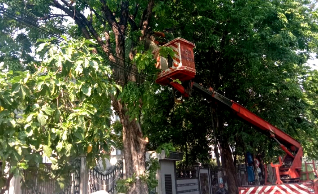 Antisipasi Pohon Tumbang, Pemkot Akan Galakkan Perantingan