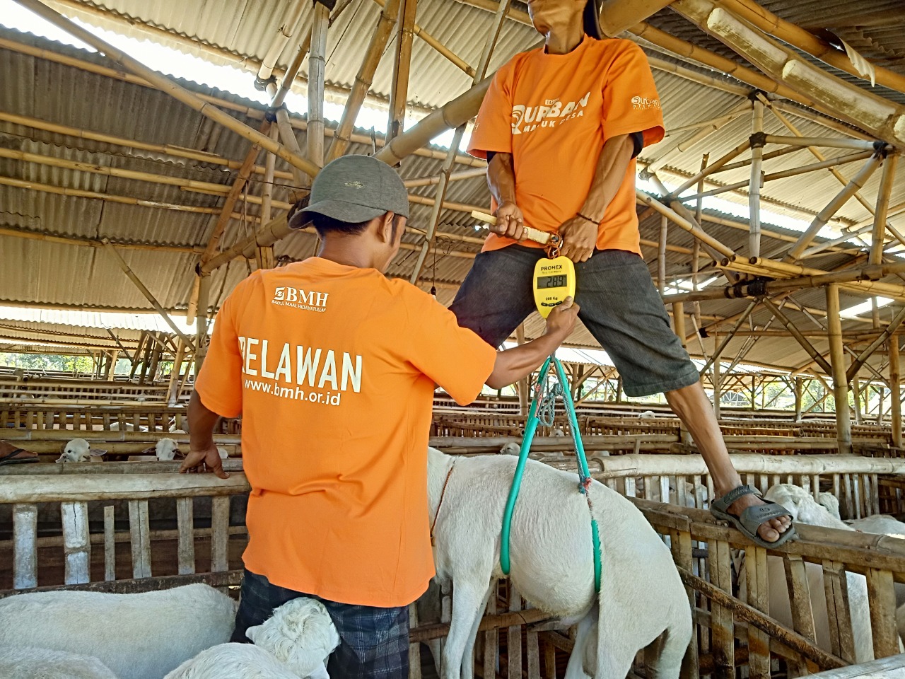 Jelang Idul Adha, BMH Gandeng Peternak Siapkan Hewan Qurban Terbaik