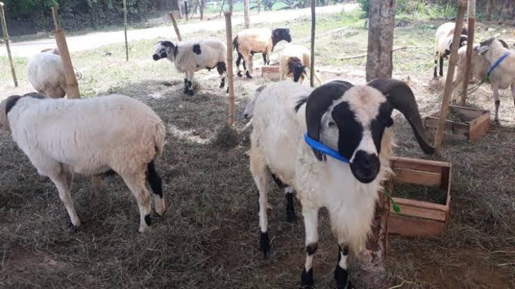 Muswil V PAN Jatim Diharap Aklamasi