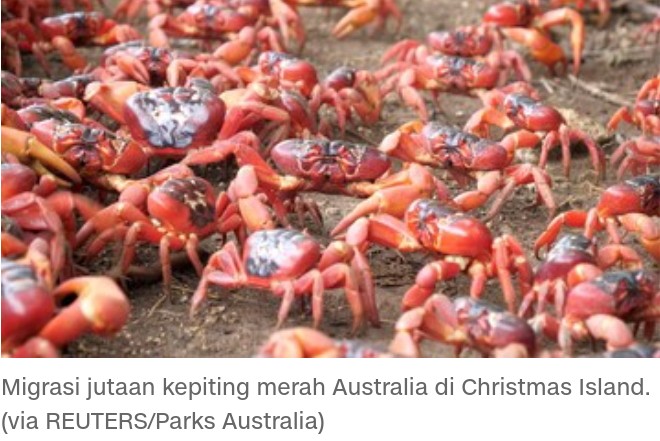 Gara-gara Kepiting Migrasi, Jalan Raya Ditutup