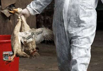 Ribuan Bangau Liar Mati karena Flu Burung