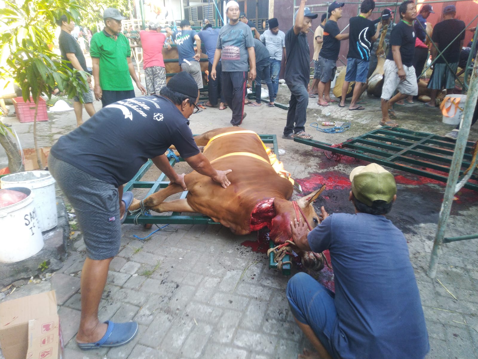 Musala Al-Muhajirin Medokan Ayu Sembelih 10 Sapi dan 8 Kambing
