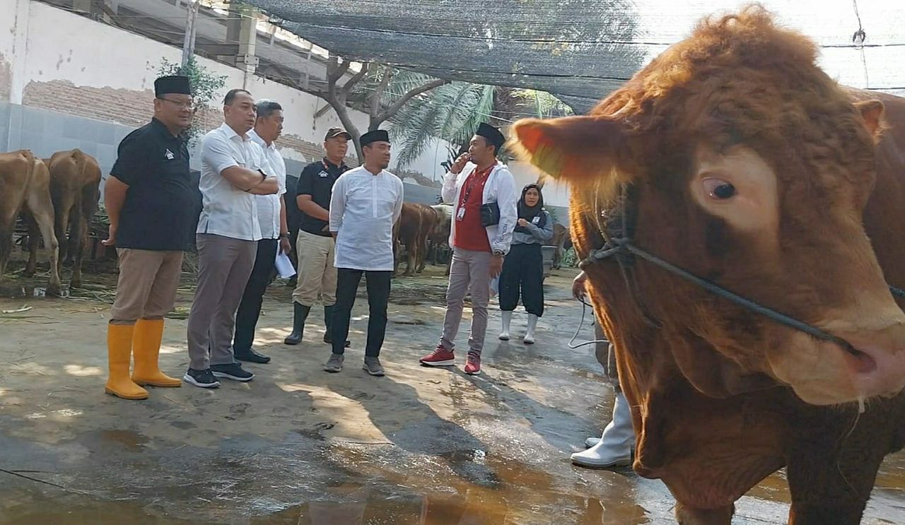 Belasan Sapi Dipesan Wali Kota Eri Cahyadi, Apa Fungsinya?
