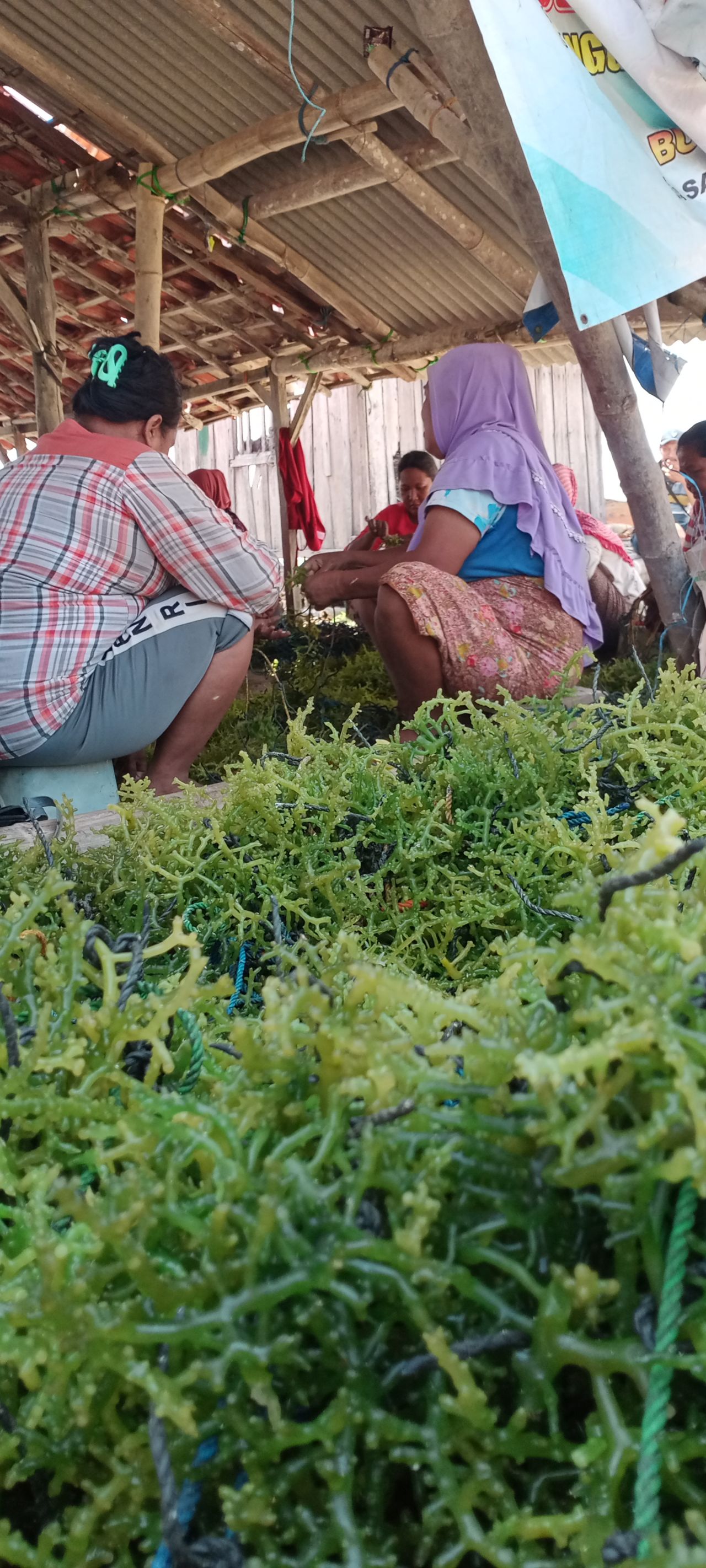 Ketika Asa Petani Rumput Laut di Sumenep Masih Tersekat