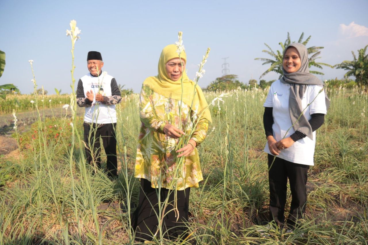 Panen Sedap Malam di Pasuruan, Khofifah: Petani Milenial Jatim Tertinggi Nasional
