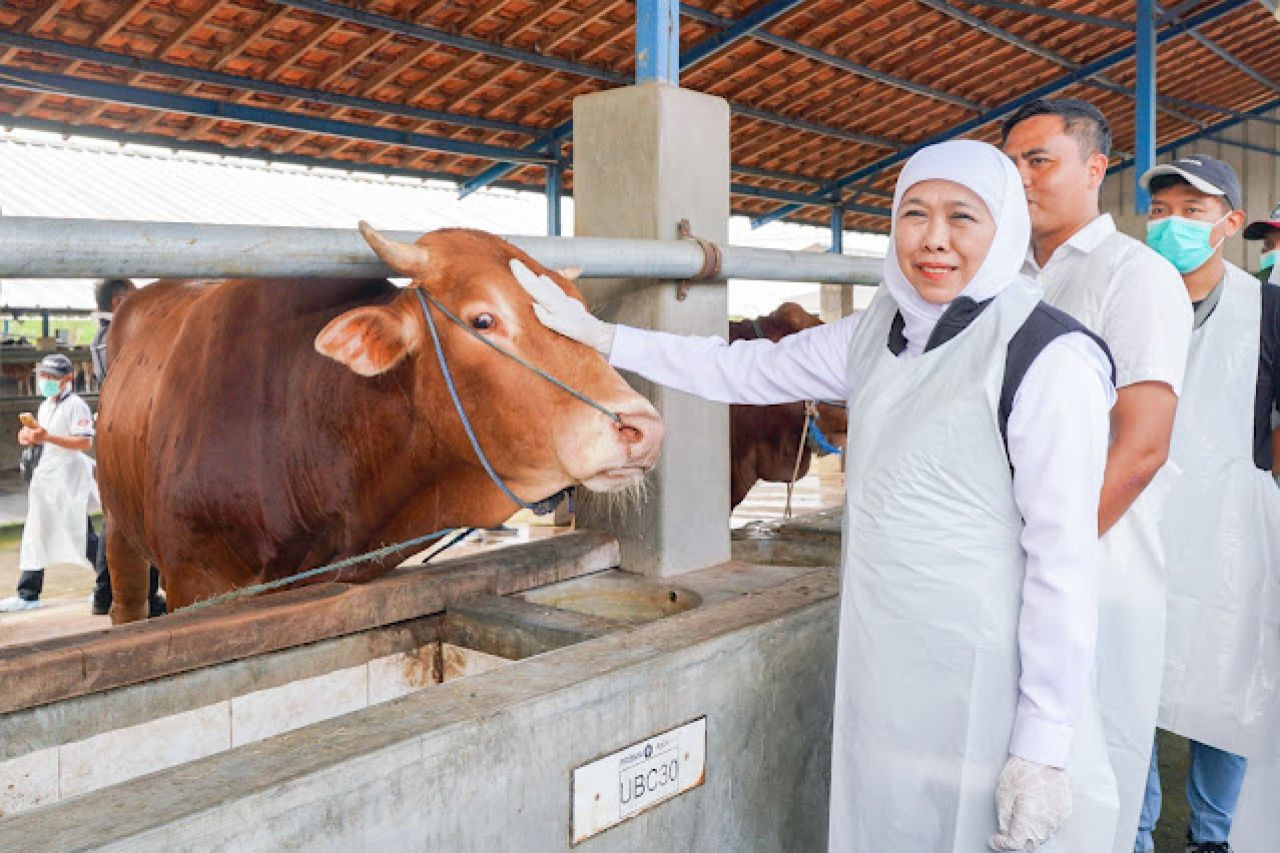 Stok Hewan Kurban 2025 di Jatim Aman, Gubernur Khofifah Pastikan Bebas PMK dan Siap Sesuai Syariat